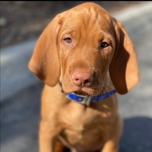 Meet your Posher, Mia